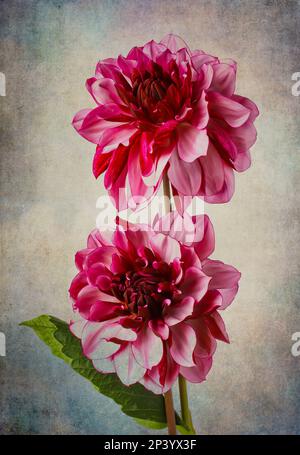 Zwei Wunderschöne Lila Rosa Dahlias Stockfoto