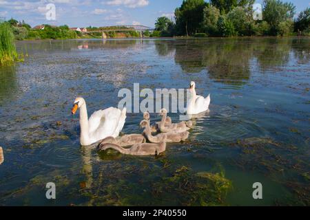 Schwäne mit ihren Jungen am Fluss Studva - Bild Stockfoto