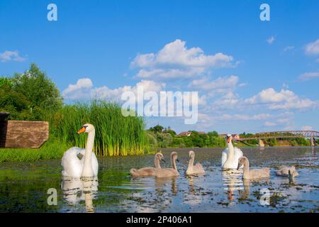 Schwäne mit ihren Jungen am Fluss Studva - Bild Stockfoto