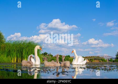 Schwäne mit ihren Jungen am Fluss Studva - Bild Stockfoto