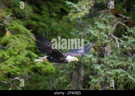 Adulter Weißkopfseeadler, Haliaeetus leucocephalus, der in einem Sitka Spruce-Wald auf den Inian Islands, Südost-Alaska, USA, fliegt. Stockfoto