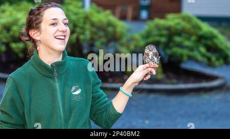 Gefangener nördlicher Zwergkeule, Glaucidium californicum, Alaska Raptor Center in Sitka, Südost-Alaska, USA. Stockfoto