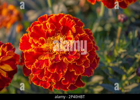Makroblume in leuchtendem Rot Marigold. Die Blütenblätter sind rot mit einem gelben Rand, die Mitte der Blume ist gelb, grüne Blätter auf einem verschwommenen Hintergrund. Stockfoto