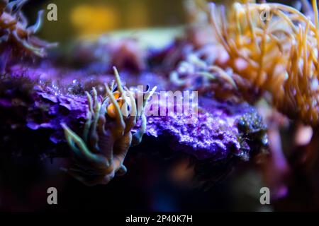 Süße kleine Clownfische, die sich in einer Anemone unter einem Wasserriff verstecken Stockfoto