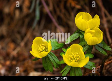 Erste Blüten im Frühling: Eranthis Hyemalis. Eranthis hyemalis ist eine Pflanze, die in Europa, und gehört zu der Familie der Ranunculaceae gefunden. Die Pflanze ist Stockfoto