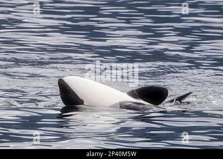 Junger Killerwal, Orcinus Orca, im Spiel in Behm Canal, Südost-Alaska, Vereinigte Staaten von Amerika. Stockfoto