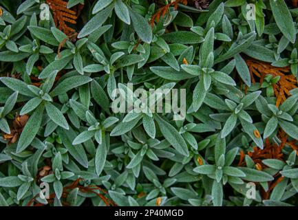 Lammohr (Stachys byzantina) „Silberner Teppich“. Immergrüner Teppichboden, ganzjährig, dichte Matte aus grau-weißem, weichem, wolligem Laub mit elliptischen Blättern. Nat Stockfoto