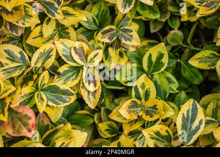 Euonymus fortunei Emeralnd n Gold Kultivarblätter, gelbes und grünes Blatt, Zierzweige, Blatthintergrund. Hellgelbe grüne Blätter von Euony Stockfoto