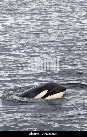 Killerwal, Orcinus Orca, im Spiel in Behm Canal, Südostaska, USA. Stockfoto