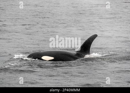 Ausgewachsener männlicher Killerwal, Orcinus Orca, Auftauchen auf dem Behm Canal, Südostaska, USA Stockfoto