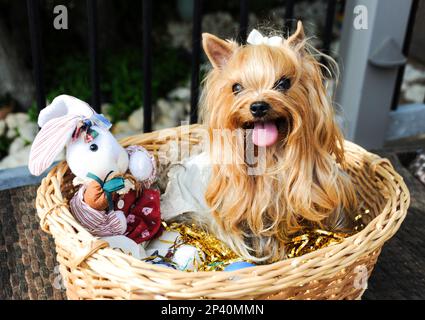 In einem Osterkorb steht ein süßer Yorkshire Terrier für ein Weihnachtsporträt. Stockfoto