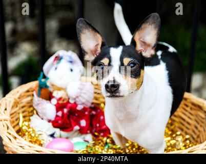 Rattenterrier und Chihuahua mischen sich für ein festliches Foto in einem Osterkorb. Stockfoto