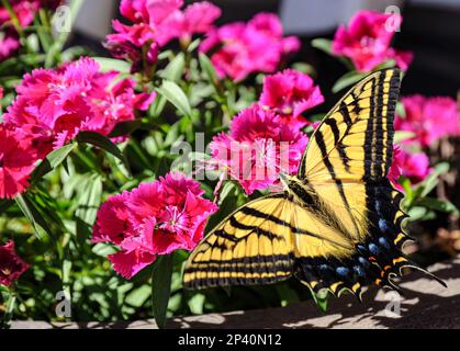 A über Dianthus blüht rot und rosa. Stockfoto