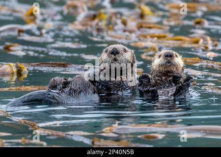 Seeotter, Enhydra lutris, Rafting auf dem Seetang auf den Inian Islands, Südostaska, USA. Stockfoto