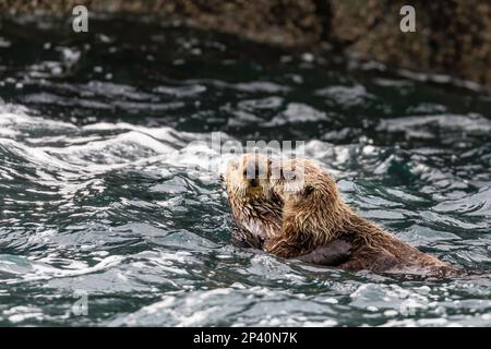 Seeotter, Enhydra lutris, Rafting auf dem Seetang auf den Inian Islands, Südostaska, USA. Stockfoto