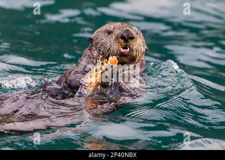 Ausgewachsener Seeotter, Enhydra lutris, ernähren sich von einem Basket Star auf den Inian Islands, Südostaska, USA. Stockfoto