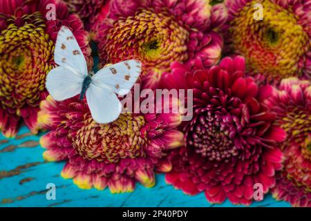 Weißer Schmetterling Ruht Auf Gerbera Dasiesies Stockfoto