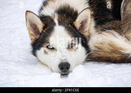 Ein blau-braunäugiger Husky-Hund im Schnee Stockfoto