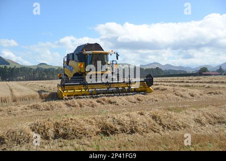 DARFIELD, NEUSEELAND, 12. FEBRUAR 2023: Ein Mähdrescher nimmt die Weizenernte der neuen Saison auf den Canterbury Plains, South Island, New Efeal, auf Stockfoto