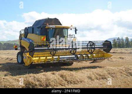 DARFIELD, NEUSEELAND, 12. FEBRUAR 2023: Ein Mähdrescher nimmt die Weizenernte der neuen Saison auf den Canterbury Plains, South Island, New Efeal, auf Stockfoto