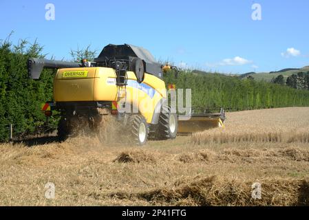 DARFIELD, NEUSEELAND, 12. FEBRUAR 2023: Ein Mähdrescher nimmt die Weizenernte der neuen Saison auf den Canterbury Plains, South Island, New Efeal, auf Stockfoto