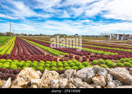 Anbau von Salatsalat auf dem Feld in Apulien. Agrarindustrie. Italien Stockfoto