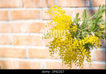Blumen und Topfblumen von Mimosa, Acacia dealbata, ein wunderschönes Blumensymbol des Frauentags, das am 8. März gefeiert wurde Stockfoto