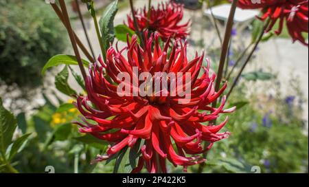 Dahlia cultorum Thorsrud und Reisaeter große rote Blume im Garten Stockfoto
