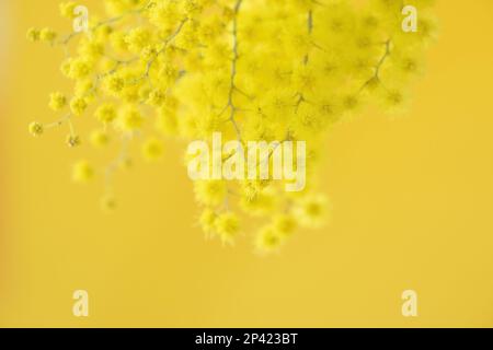 Blumen und Topfblumen von Mimosa, Acacia dealbata, ein wunderschönes Blumensymbol des Frauentags, das am 8. März gefeiert wurde Stockfoto