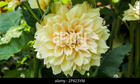 Dahlia pinnata oder Garten Dahlia große gelbe Blume im Garten Stockfoto