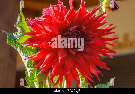 Dahlia Holly huston große rote Blume im Gartendesign Stockfoto