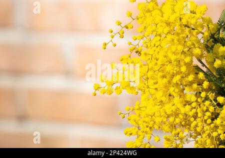 Blumen und Topfblumen von Mimosa, Acacia dealbata, ein wunderschönes Blumensymbol des Frauentags, das am 8. März gefeiert wurde Stockfoto