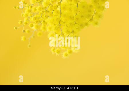 Blumen und Topfblumen von Mimosa, Acacia dealbata, ein wunderschönes Blumensymbol des Frauentags, das am 8. März gefeiert wurde Stockfoto