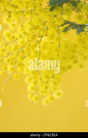Blumen und Topfblumen von Mimosa, Acacia dealbata, ein wunderschönes Blumensymbol des Frauentags, das am 8. März gefeiert wurde Stockfoto