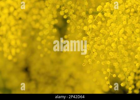 Blumen und Topfblumen von Mimosa, Acacia dealbata, ein wunderschönes Blumensymbol des Frauentags, das am 8. März gefeiert wurde Stockfoto