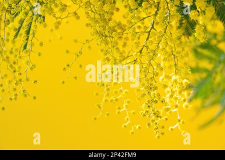 Blumen und Topfblumen von Mimosa, Acacia dealbata, ein wunderschönes Blumensymbol des Frauentags, das am 8. März gefeiert wurde Stockfoto