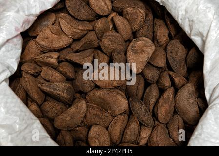 Brasilien Mutter Samen in der Schale (Bertholletia Excelsa) Stockfoto