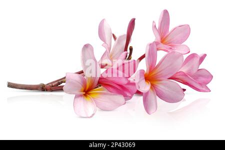 Frangipani oder Plumeria Blume isoliert auf weißem Hintergrund Stockfoto