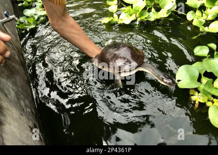 Ein Arbeiter hält eine vom Aussterben bedrohte Rote Island endemische Schlangenhalsschildkröte (Chelodina mccordi) auf einer zugelassenen Ex-situ-Zuchtfarm in Jakarta, Indonesien. Wissenschaftliche Untersuchungen deuten darauf hin, dass der Reichtum an Reptilien in den meisten Teilen der Welt aufgrund des anhaltenden künftigen Klimawandels wahrscheinlich erheblich zurückgehen wird. „Zusammen mit anderen anthropogenen Auswirkungen, wie Verlust von Lebensräumen und Ernte von Arten, ist dies ein Grund zur Sorge“, schrieb ein Team von Wissenschaftlern unter der Leitung von Matthias Biber (Department for Life Science Systems, School of Life Sciences, Technical University of München, Freising). Stockfoto