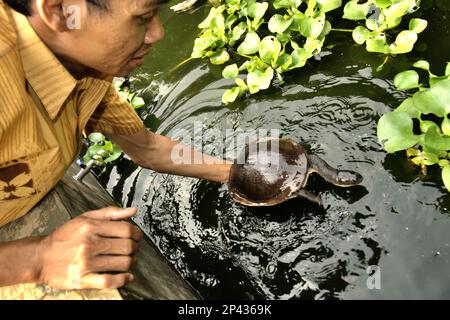 Ein Arbeiter hält eine vom Aussterben bedrohte Rote Island endemische Schlangenhalsschildkröte (Chelodina mccordi) auf einer zugelassenen Ex-situ-Zuchtfarm in Jakarta, Indonesien. Wissenschaftliche Untersuchungen deuten darauf hin, dass der Reichtum an Reptilien in den meisten Teilen der Welt aufgrund des anhaltenden künftigen Klimawandels wahrscheinlich erheblich zurückgehen wird. „Zusammen mit anderen anthropogenen Auswirkungen, wie Verlust von Lebensräumen und Ernte von Arten, ist dies ein Grund zur Sorge“, schrieb ein Team von Wissenschaftlern unter der Leitung von Matthias Biber (Department for Life Science Systems, School of Life Sciences, Technical University of München, Freising). Stockfoto