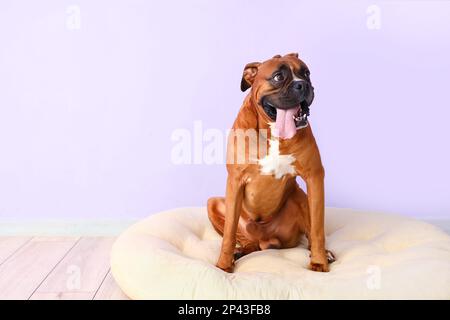 Boxerhund im Haustierbett an der Fliederwand Stockfoto