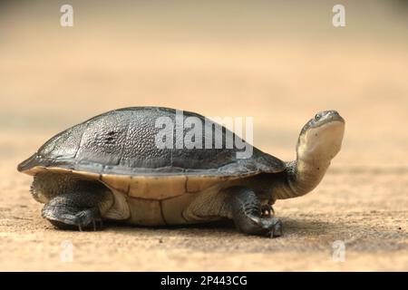 Eine seltene und bedrohte Art von Süßwasserschildkröte, die von der kritischen Bedrohung bedrohte Rote Island endemische Schlangenhalsschildkröte (Chelodina mccordi) wird in einer lizenzierten Ex-situ-Zuchteinrichtung in Jakarta, Indonesien, fotografiert. Stockfoto