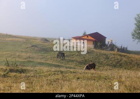 Pferde, die im nebligen Morgen draußen auf der Weide weiden. Reizende Haustiere Stockfoto