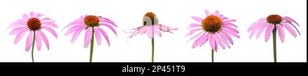 Mit wunderschönen Echinacea-Blumen auf weißem Hintergrund. Bannerdesign Stockfoto