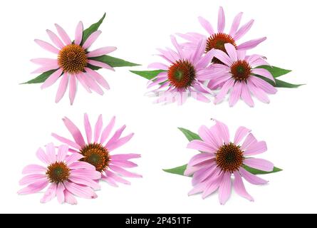 Mit wunderschönen Echinacea-Blumen auf weißem Hintergrund Stockfoto