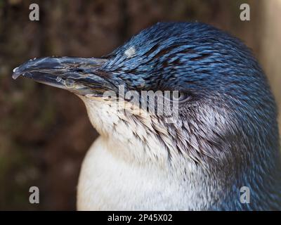 Ein Nahporträt eines entzückenden australischen kleinen Pinguins in spektakulärer Schönheit. Stockfoto