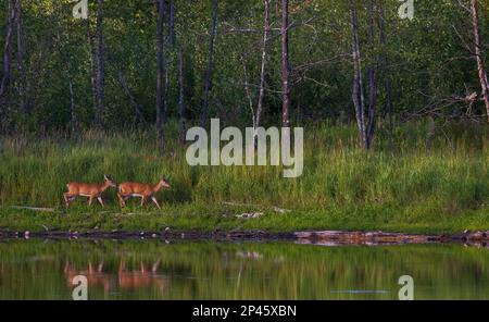 Weißschwanzaugen wandern entlang einer Küste im Norden von Wisconsin. Stockfoto