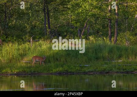 Weißschwanzaugen wandern entlang einer Küste im Norden von Wisconsin. Stockfoto