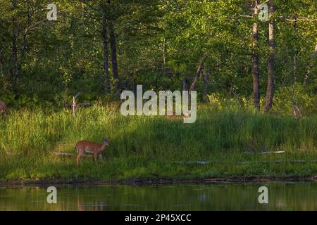 Weißschwanzaugen wandern entlang einer Küste im Norden von Wisconsin. Stockfoto