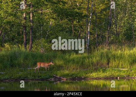 Ein Weißschwanztier, das an einer Küste im Norden von Wisconsin spaziert. Stockfoto